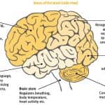 brain function