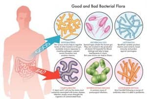 good-and-bad-bacterial-flora