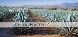 Agave is it good for you ? article cover