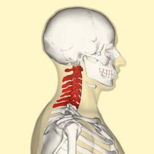 neck anatomy