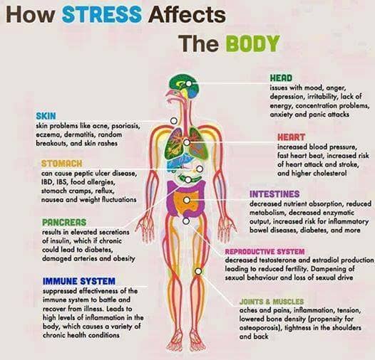 How stress affects the body infographic